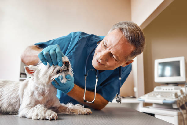 Best Broken or Cracked Tooth Emergency Dentist in Brewer, ME